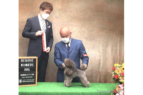 販売中のティーカッププードルの親犬
